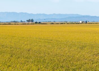 Els arrossars del Delta encaren la recta final abans de la sega