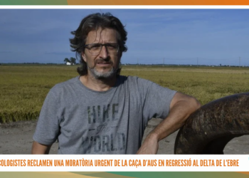 Els ecologistes reclamen una moratòria urgent de la caça d’aus en regressió al Delta de l’Ebre