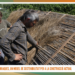 Les barraques, un model de sostenibilitat per a la construcció actual