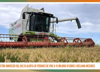 El sector arrosser del Delta alerta de pèrdues de fins a 15 milions d’euros i reclama mesures