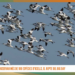 Observar més de 100 espècies d’ocells, el repte del Big Day