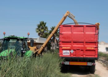 La collita d’arròs a les Terres de l’Ebre creix malgrat les pluges i la calor