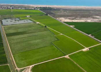 Un projecte vol fer més sostenibles els arrossars del Delta de l’Ebre i millorar-ne la biodiversitat