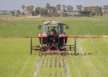 Impulsen una prova pilot per fer més sostenible el cultiu de l’arròs al delta de l’Ebre