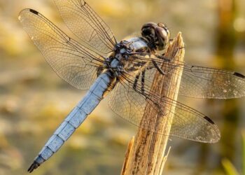 El delta de l’Ebre, possible nou territori de cria d’una libèl·lula d’origen africà