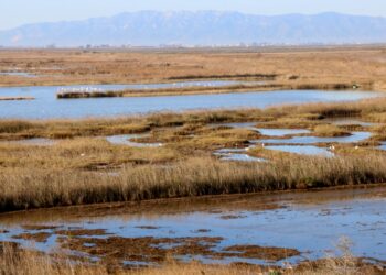 caça d’aus al delta de l’Ebre
