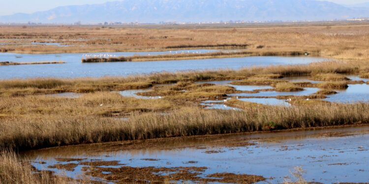 caça d’aus al delta de l’Ebre