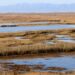 caça d’aus al delta de l’Ebre